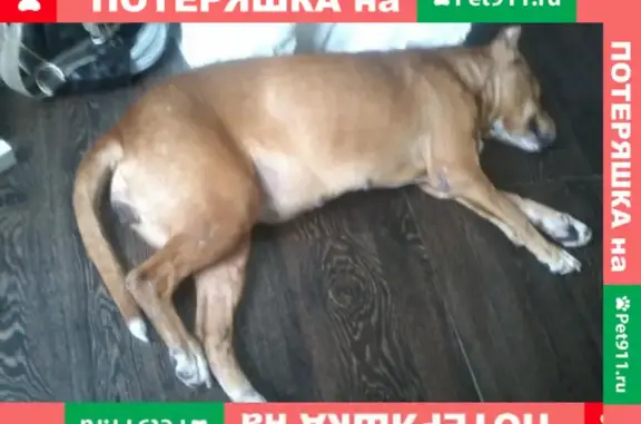 Найдена собака в Симферополе на улице Батурина