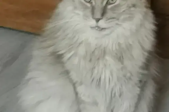 Пропала кошка Чип в Никульском, Мытищинский район