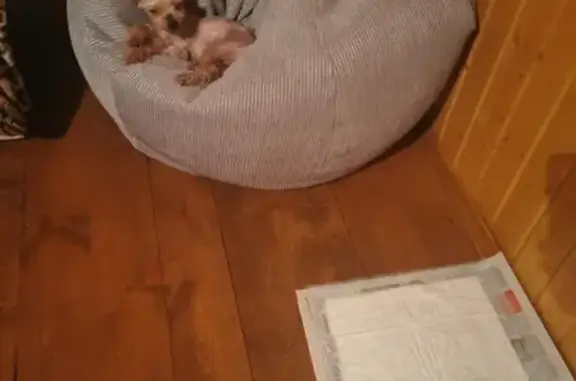 Собаки потеряшки, Москва, фото: Потеряшка пожилая собака в дер. Землино, СНТ Дворики, МО, номер телефона на ошейнике.