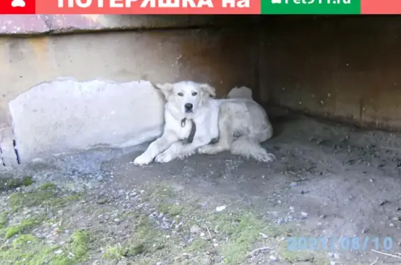Найдена собака ретривер, стерилизована, не агрессивная: ул. Степная 12, Новоалтайск.