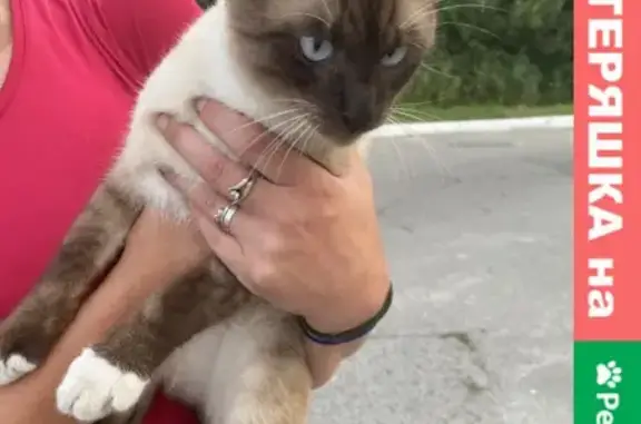Найден кот сиамской породы в Арбеково, Пенза