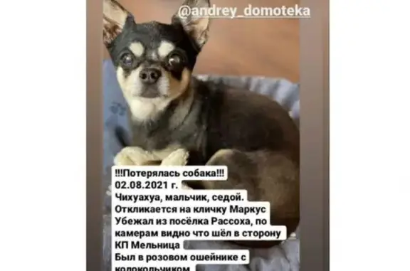 Пропала собака Кобель чихуахуа в Рассохе, Свердловская область