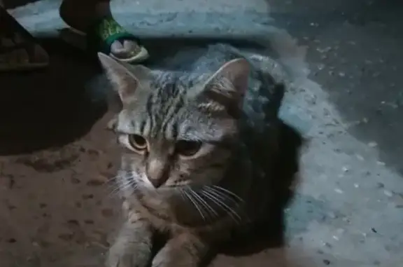 Найдена кошка на Анапской 16 в Краснодаре