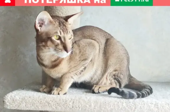 Пропала кошка с Особой приметой в Тамбове