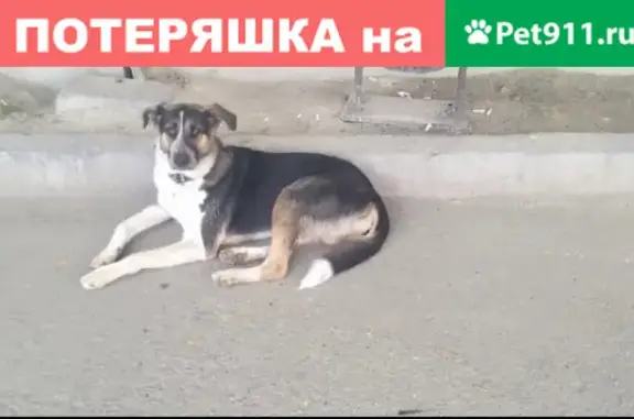 Пропала собака Джек на ул. Омской, Екатеринбург.