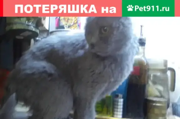 Потерян кот на Костомаровском переулке, Москва