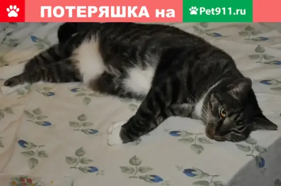 Кошки потеряшки, Санкт-Петербург, фото: Потеряшка кошка на ул. Маршала Захарова 37 к2