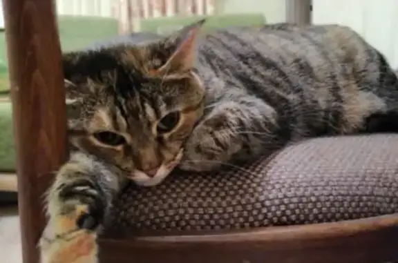 Кошки потеряшки, Санкт-Петербург, фото: Потеряшка кошка на ул. Спирина, д.2, Красное Село