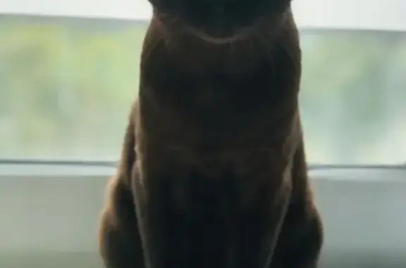 Кошки потеряшки, Санкт-Петербург, фото: Потеряшка кот Лекс, ул. Харченко 10, СПб