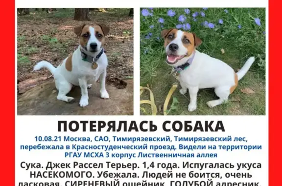 Пропала собака в Тимирязевском районе Москвы