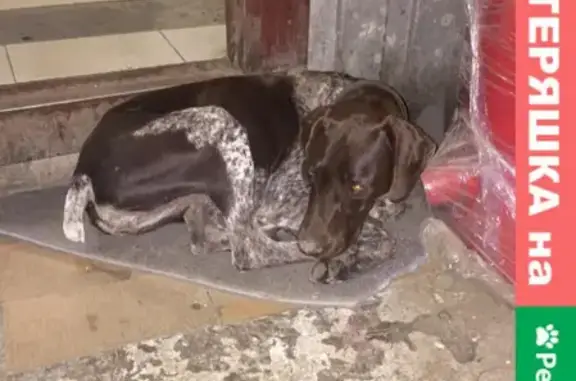 Собака с ошейником найдена на Новороссийской, Краснодар