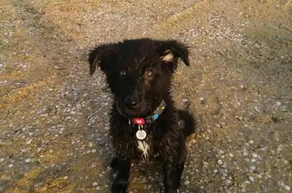 Объявления о пропавших и найденных животных, Анапа, фото: Пропала собака на Парковой улице, 64А к4, Анапа