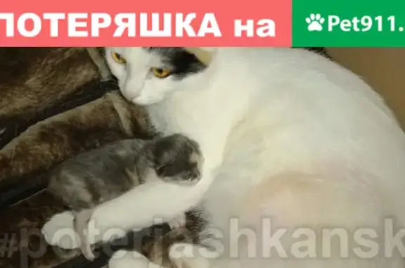 Найдена кошка на ул. Мира, Новосибирск