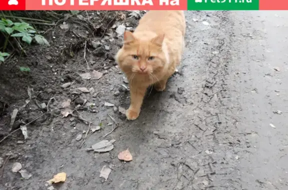 Найдена кошка на дороге Флора-1, Новосибирская обл.