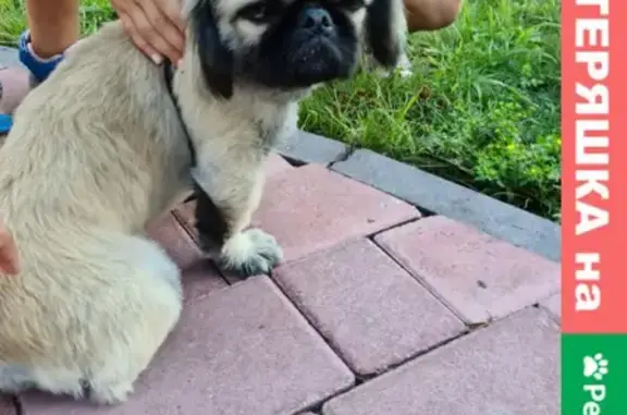 Найдена собака в Радонежском