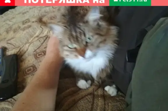 Пропала кошка Мышка в Клюшниково, Ногинск