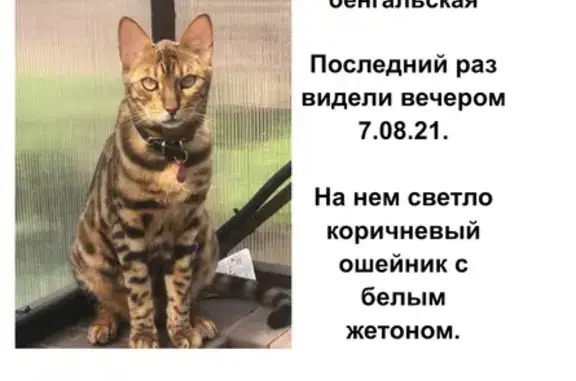 Кошки потеряшки, Набережные Челны, фото: Потеряшка кот Бенгал породы на Первой Береговой улице.