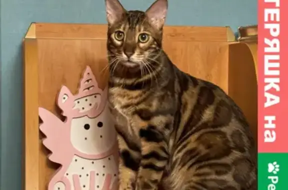 Кошки потеряшки, Новосибирск, фото: Потеряшка Бенгальский кот на ул. Коминтерна, Дзержинский р-н, вознаграждение!