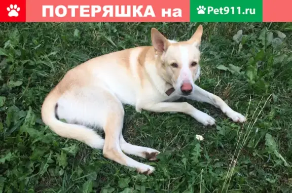 Найдена собака на ул. 139 Стрелковой дивизии, д.10 в Чебоксарах