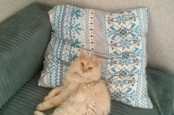 Кошки потеряшки, Новосибирск, фото: Потеряшка кот Каспер на улице Пестеля, Новосибирск