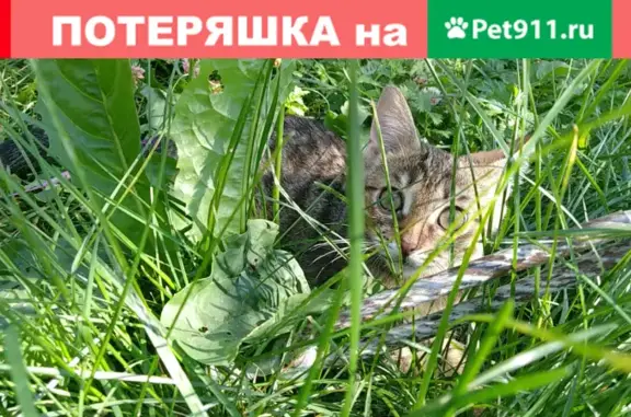 Найдена кошка, готова к переезду - ул. Кухмистерова, Москва