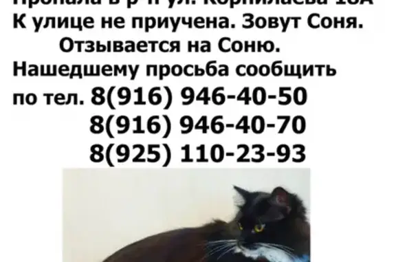 Пропала стерилизованная кошка в Балашихе, ул. Корнилаева.