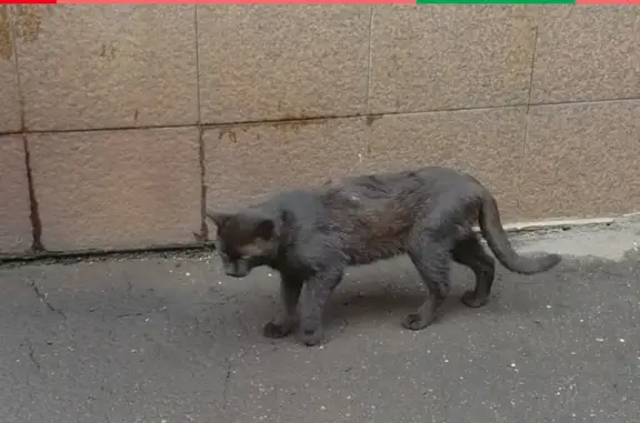 Найдена кошка возле дома 10а на улице Розанова
