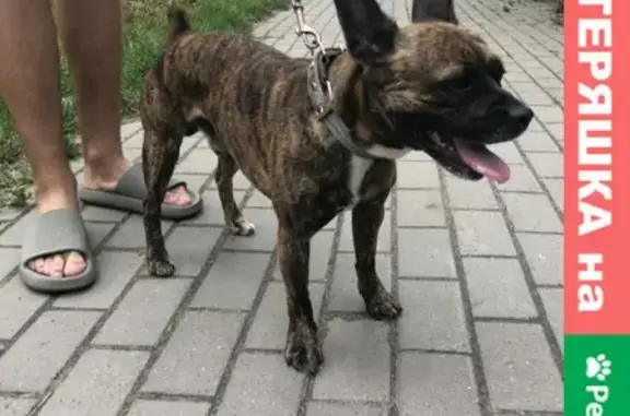 Найдена собака: Пол мужской, окрас тигровый, адрес - Ленская 16, Томск