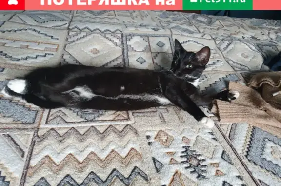 Кошки потеряшки, Санкт-Петербург, фото: Потеряшка кошка Слива в СНТ Ленфильм, Всеволожский район, Ленинградская область.