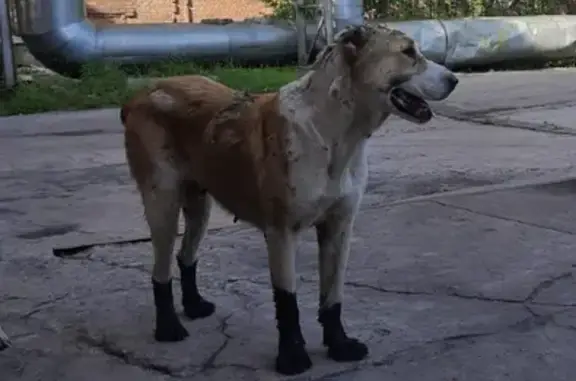 Найдена собака на ул. Пушкина, Хабаровск