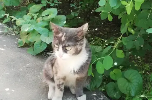 Найдена кошка на Мурановской, ищет хозяина