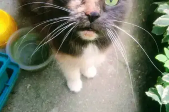 Найдена кошка в Лосиноостровском районе, Москва
