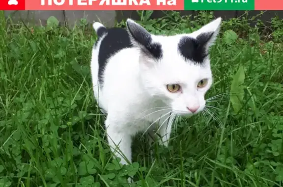 Пропала кошка на ул. С.П. Попова, д. 26, Люберцы.