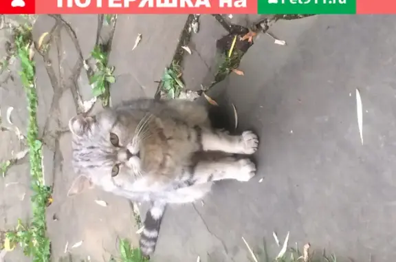 Найдена кошка в Новоглаголево, Московская область!