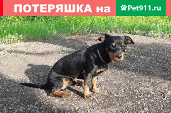 Пропала собака Бони на улице Кирова, Медынь