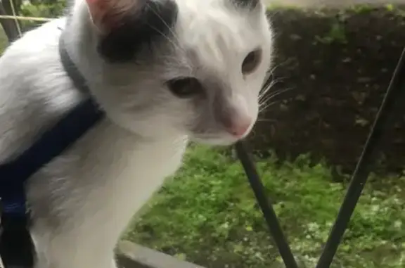 Пропала кошка Мартин из СНТ Сосновый бор, Московская область
