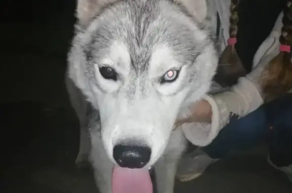 Найдена собака Потеряшка в Туле на ул. Архангельская