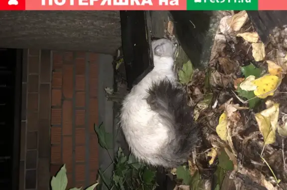 Найдена кошка на улице Садовой, Иваново