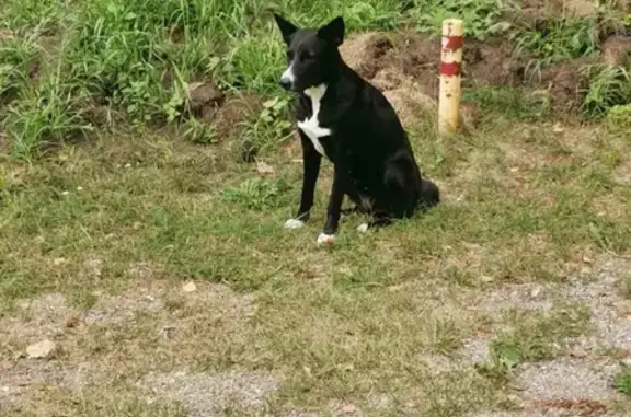 Найдена домашняя собака в Павлово, Балтийск