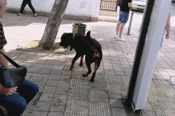 Найдена собака на ул. Фадеева 401/2 в Краснодаре