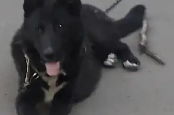 Собаки потеряшки, Петрозаводск, фото: Потеряшка собака БЛЭК в Петрозаводске, ул. Зайцева.