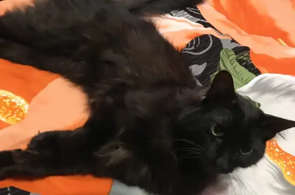 Пропала кошка Черный кот, Лесная Поляна, Кемерово