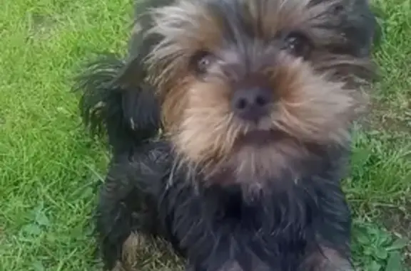 Собаки потеряшки, Томск, фото: Потеряшка собака Бося возле 13 гимназии на ул. Академика Сахарова