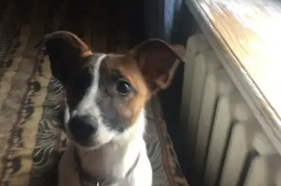 Пропала собака Фидель в Подольске