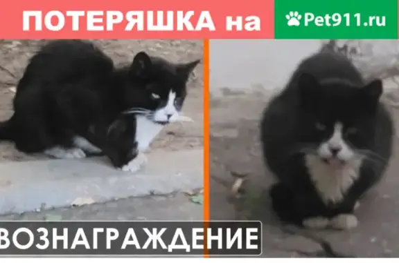 Пропала кошка возле Кожуховского приюта в Москве