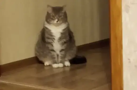 Кошки потеряшки, Санкт-Петербург, фото: Потеряшка кошка на улице Козлова, Санкт-Петербург, 51 к1