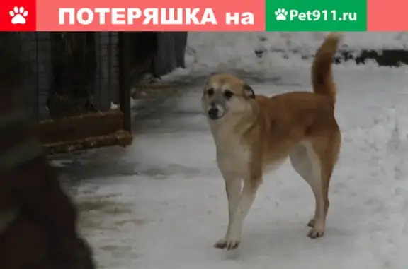 Пропала собака в Москве, адрес - Батайский проезд, дом 41.