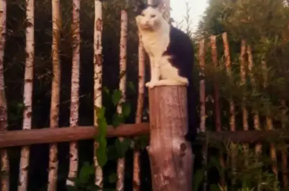 Пропал кот в лесополосе Новорижского шоссе, вознаграждение 10 000 рублей