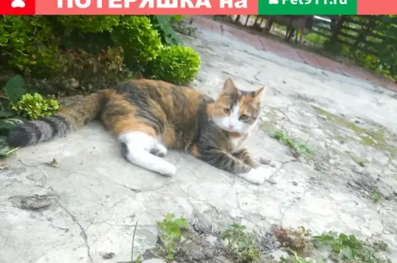 Найдена кошка по адресу Лескова 21