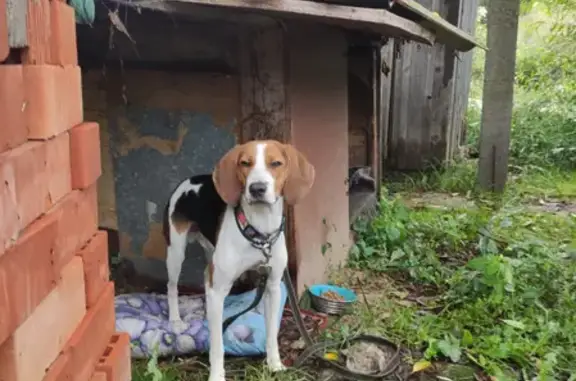 Найдена собака в Чехове, гончая, молодая
